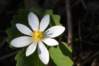 Magickal Bloodroot Essence - Magische Blutwurz Essenz